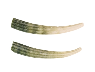 Dentalium Elephantinum Shell (2-pack): Gallery Item dentalia, tusk shells