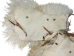 Super Deluxe Angora Wooly Chaps: Youth: Gallery Item - 1405-AN-G6382 (Y1GRD)