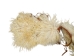 Super Deluxe Angora Wooly Chaps: Youth: Gallery Item - 1405-AN-G6382 (Y1GRD)