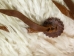 Angora Wooly Chaps: Adult: Gallery Item - 1405-AN-G8543 (Y1GRH)