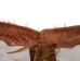 Icelandic Sheepskin Wooly Chaps: Adult: Gallery Item - 1405-IC-G8544 (Y1GRD)
