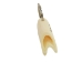 Reindeer Antler Keychain: Gallery Item - 1426-G4082 (Y1XC11)