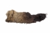 Craft Grade Buffalo Hide Piece: Gallery Item - 149-CR-GP4697 (Y2DRJ)