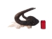 Male Black Wildebeest Skull: Gallery Item - 15-248-G4566 (Y2PRF)