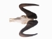Male Black Wildebeest Skull: Gallery Item - 15-248-G4566 (Y2PRF)