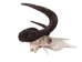 Male Black Wildebeest Skull: Gallery Item - 15-248-G4566 (Y2PRF)