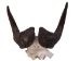 Male Black Wildebeest Skull: Gallery Item - 15-248-G4566 (Y2PRF)
