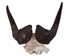 Male Black Wildebeest Skull: Gallery Item - 15-248-G4566 (Y2P)