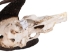 Male Black Wildebeest Skull: Gallery Item - 15-248-G4566 (Y2PRF)