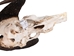 Male Black Wildebeest Skull: Gallery Item - 15-248-G4566 (Y2P)