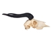 Male Springbok Skull: Gallery Item - 15-257-G4565 (9UK1)