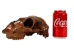 Fossil Calf Skull: Gallery Item - 15-SPEC-G4429 (Y3LRB)