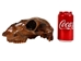 Fossil Calf Skull: Gallery Item - 15-SPEC-G4429 (Y3L)