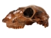 Fossil Calf Skull: Gallery Item - 15-SPEC-G4429 (Y3LRB)