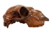 Fossil Calf Skull: Gallery Item - 15-SPEC-G4429 (Y3LRB)