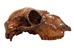 Fossil Calf Skull: Gallery Item - 15-SPEC-G4429 (Y3L)