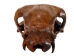 Fossil Calf Skull: Gallery Item - 15-SPEC-G4429 (Y3LRB)
