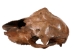 Fossil Calf Skull: Gallery Item - 15-SPEC-G4429 (Y3LRB)