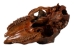 Fossil Calf Skull: Gallery Item - 15-SPEC-G4429 (Y3LRB)