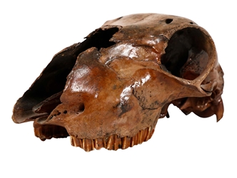Fossil Calf Skull: Gallery Item 