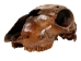 Fossil Calf Skull: Gallery Item - 15-SPEC-G4429 (Y3LRB)