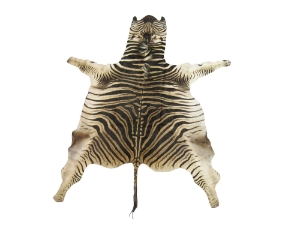 Zebra Skin: Trophy Grade: Gallery Item 