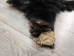 Black Bear Skin with Claws: Gallery Item - 175-30-G4832 (Y2ORD)