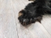 Black Bear Skin with Claws: Gallery Item - 175-30-G4832 (Y2ORD)