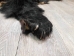 Black Bear Skin with Claws: Gallery Item - 175-30-G4832 (Y2ORD)