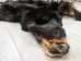 Black Bear Skin with Claws: Gallery Item - 175-30-G4833 (Y2ORD)
