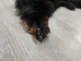 Black Bear Skin with Claws: Gallery Item - 175-30-G4833 (Y2ORD)