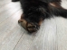 Black Bear Skin with Claws: Gallery Item - 175-30-G4833 (Y2ORD)