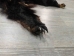 Black Bear Skin with Claws: Gallery Item - 175-30-G4833 (Y2ORD)