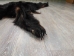 Black Bear Skin with Claws: Gallery Item - 175-30-G4833 (Y2ORD)