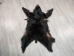 Black Bear Skin with Claws: Gallery Item - 175-30-G4833 (Y2ORD)