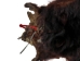 Craft Grade Black Bear Skin: Gallery Item - 175-CR-G8541 (Y2ORD)