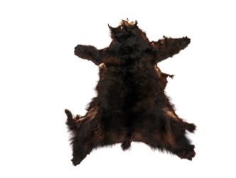 Craft Grade Black Bear Skin: Gallery Item 