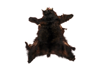 Craft Grade Black Bear Skin: Gallery Item 