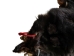Craft Grade Black Bear Skin: Gallery Item - 175-CR-G8542 (Y2ORD)