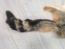 Cross Fox Skin: Craft: Gallery Item - 180-01-G4214 (9UZ)