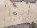 Cross Fox Skin: Craft: Gallery Item - 180-01-G4214 (9UZ)