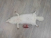 Arctic Fox Skin with Feet: Gallery Item - 180-02-WF-G4456 (Y2K)