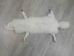 Arctic Fox Skin with Feet: Gallery Item - 180-02-WF-G4456 (Y2K)