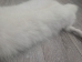Arctic Fox Skin with Feet: Gallery Item - 180-02-WF-G4456 (Y2K)