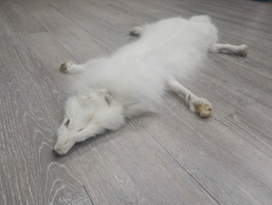 Arctic Fox Skin with Feet: Gallery Item 