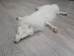 Arctic Fox Skin with Feet: Gallery Item - 180-02-WF-G4456 (Y2K)