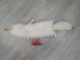 Arctic Fox Skin with Feet: Gallery Item - 180-02-WF-G4457 (Y2K)