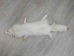 Arctic Fox Skin with Feet: Gallery Item - 180-02-WF-G4457 (Y2K)