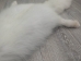 Arctic Fox Skin with Feet: Gallery Item - 180-02-WF-G4457 (Y2K)