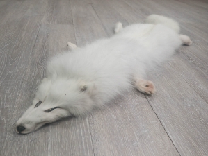 Arctic Fox Skin with Feet: Gallery Item 
